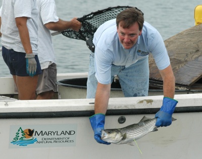 Maryland Fisheries Service Director Tom O’Connell releases a specially tagged rockfish into the waters near Calvert and St. Mary’s counties. If you catch a fish that bears the bright green marker, you could win one of many prizes being given away by the State to promote sport fishing. (DNR Photo)