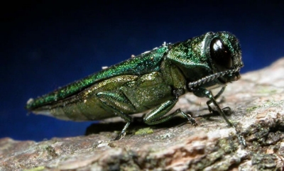 The Emerald Ash Borer insect, such as the one pictured above, threatens to destroy all Ash trees in Charles County. The pest spread by nearby Prince George's County. More photos at www.emeraldashborer.info/photos.cfm. (Photo Courtesy emeraldashborer.info)