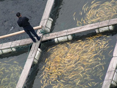 Farm-raised fish can still absorb mercury, since most fish farms are located in the ocean, close to or abutting the shoreline. They can also absorb PCBs and dioxins, as the near-shore waters they occupy are the first stop for run-off from land-based sources of pollution. Pictured: A fish farm in Shanghai. (Credit: Ivan Walsh, courtesy Flickr.)