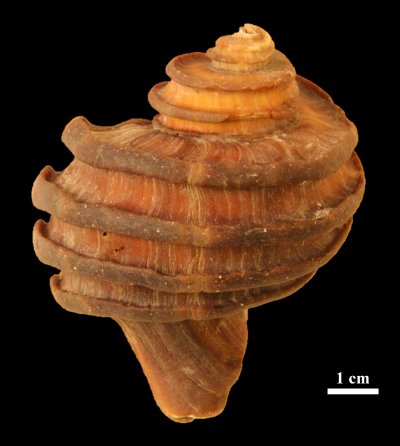 A 15-million year old fossil gastropod, Ecphora, from Calvert Cliffs. The reddish brown color arises from the original shell-binding proteins and pigments preserved in the mineralized shell. Picture courtesy of John Nance.