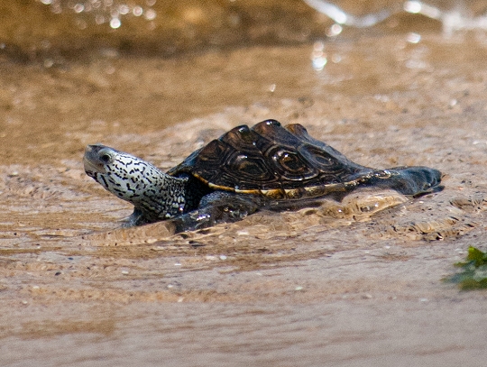 A juvenile diamondback terrapin (Malaclemys terrapin) is released by staffers from the Chesapeake Bay Program offices in Annapolis, Md., on July 17, 2010. (Photo by Alicia Pimental/Chesapeake Bay Program, CC BY-NC 2.0 license via Flickr)