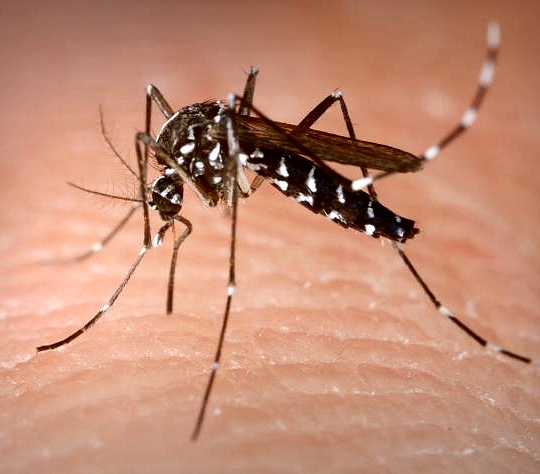 In this photo, the Aedes albopictus mosquito, better known as the Asian tiger mosquito, bites a human host. The Asian tiger mosquito is found in Maryland and can carry the Zika virus. (James Gathany/Centers for Disease Control and Prevention via AP).