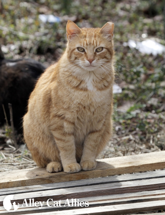 The tip of this felines left ear was cut off to signify that the outdoor cat has been spayed or neutered.