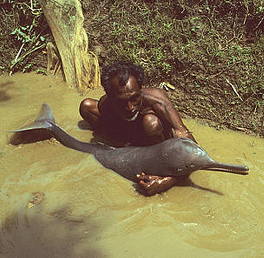 Figure 2. Bangladeshi fisherman with a South Asian river dolphin (Platanista gangetica), Karnaphuli River, Bangladesh. © François Xavier Pelletier / WWF