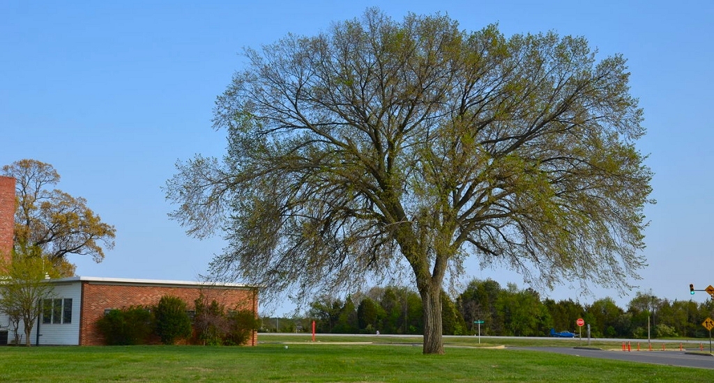 Located next to the Marine Aviation Detachment near the corner of Cedar Point Road and Taxiway Alpha, the lone healthy American elm tree aboard NAS Patuxent River may help save its species, which has been decimated by Dutch elm disease. (U.S. Navy photo by Donna Cipolloni)