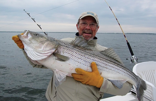Bill Goldsborough caught this 45-inch rockfish in the Chesapeake Bay south of Thomas Point light in spring 2009. He let it go, because it was a big spawner. (Courtesy of Bill Goldsborough)