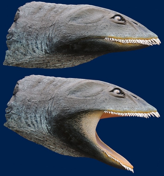 Life reconstruction of Morturneria, sculpted by co-author Dr. Stephen Godfrey currently on display at the Calvert Marine Museum.