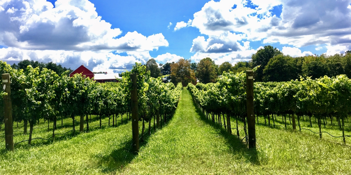 The vineyards paint a vivid picture. (Photo: Robin Hill Farm and Vineyards)
