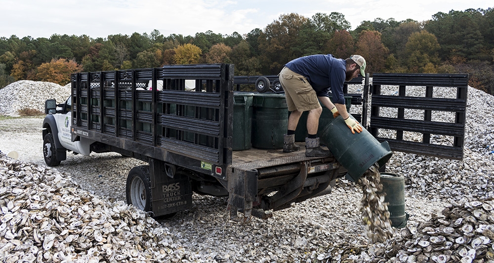 Shell Recycling Alliance driver Wayne Witzke dumps a can of oyster shell Nov. 9, 2017, at Oyster Recovery Partnership’s shell pile in Grasonville, Md. Witzke and his colleagues recycle shell to bolster state and federally sponsored, large-scale oyster restoration in Chesapeake Bay tributaries. (Photo: Alex Mann)