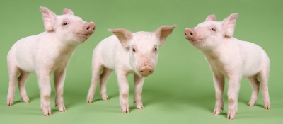 In January 2008, the U.S. Food and Drug Administration (FDA) approved the sale of cloned animals and their offspring for food, despite opposition from animal and consumer advocacy groups, environmental organizations, some members of Congress, and many consumers. Many major food producers say they won't use cloned animals in their products. (Photo: Getty Images)