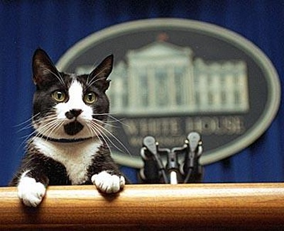 Socks at the Presidential Podium in the White House. (Source: whitehouse.gov)