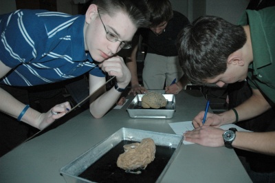 Andrew Koch, of Leonardtown High School, closely examines the five parts of the brain-the occipital lobe, the corpus callosum, the cerebellum, the medulla, and the amygdala-as part of the third Southern Maryland Brain Bee competition at St. Mary's College of Maryland. (Submitted photo)