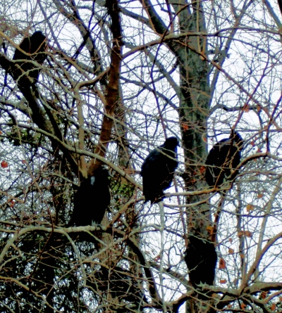 Library staff believe as many as 50 to 80 buzzards, or black vultures, are making a home next door. (Photo: County Times)