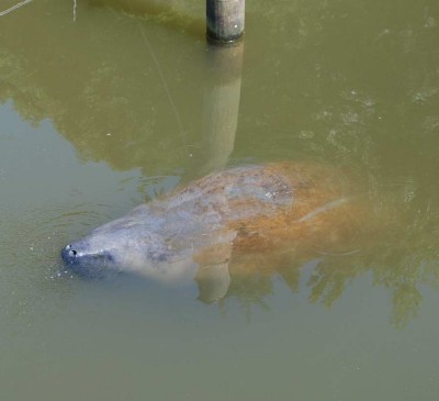 Chessie surfaces for a breath in Chesapeake Bay in Calvert County, Maryland on July 12, 2011. Photo courtesy of Hank Curtis.