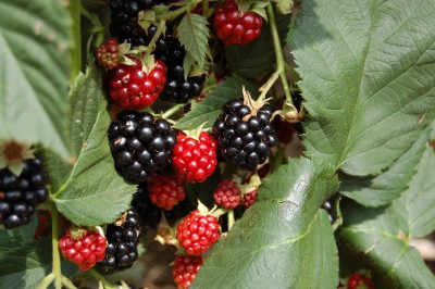 Wild blackberries as photographed in Wildcat Forest in Maryland. (Photo: clio1789 via Flickr. Licensed under Creative Commons Attribution-NonCommercial-NoDerivs 2.0 Generic)