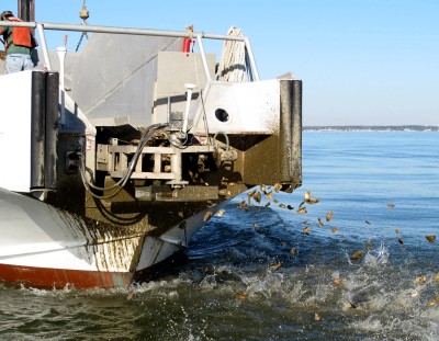Hatchery-produced seed oysters being discharged into the bay from the bow of a Chesapeake Bay Foundation boat on Nov. 7. (Photo: by Greg Masters)