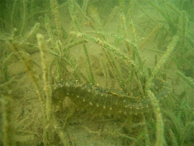 Seahorse in bay grasses. (Photo: DNR)