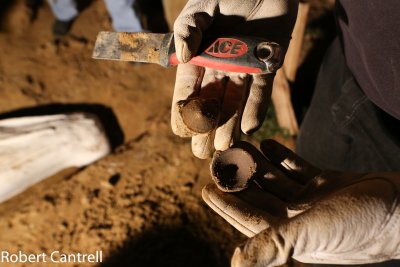 A final shark vertebra unearthed Halloween night. Photo by R. Cantrell.