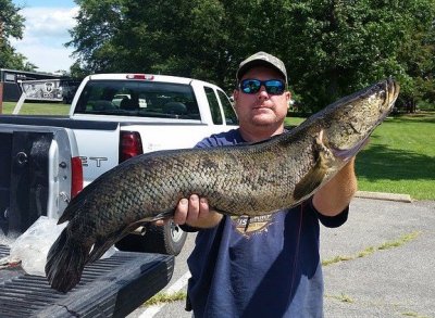 odd Murphy of Marbury with his state record, 17.47-pound northern snakehead.