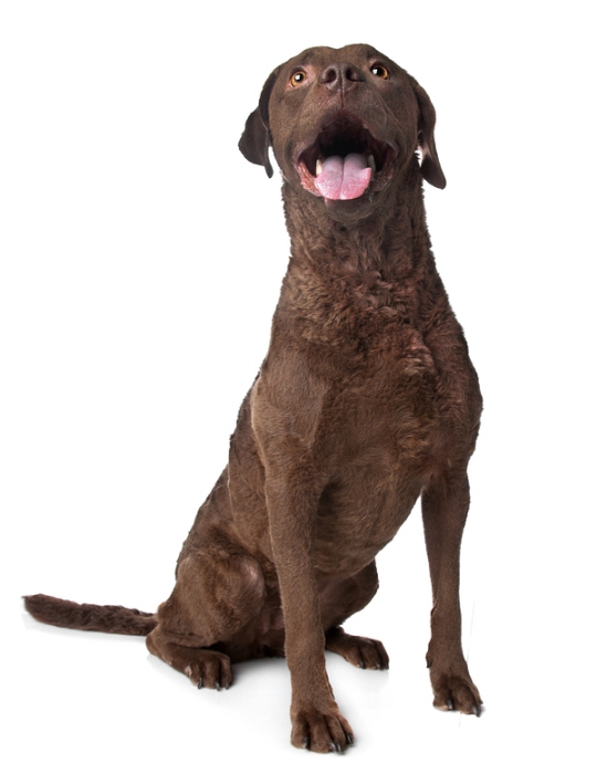 Stock photo of a Chesapeake Bay Retriever.