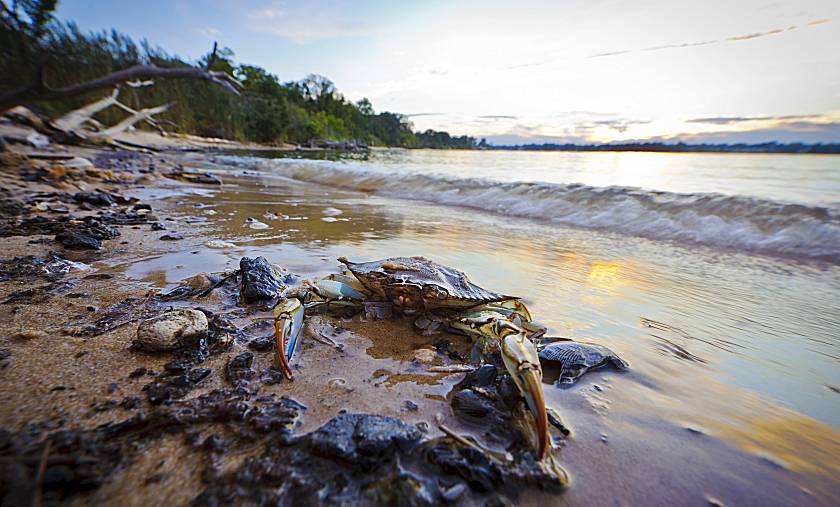 Maryland blue crab on the shoreline at sunset (Stock photo).