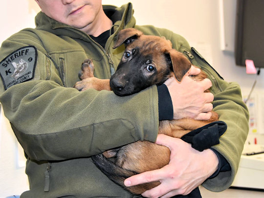 Arn is the first candidate in the Calvert Co. Sheriff's Office "Puppy Program." 