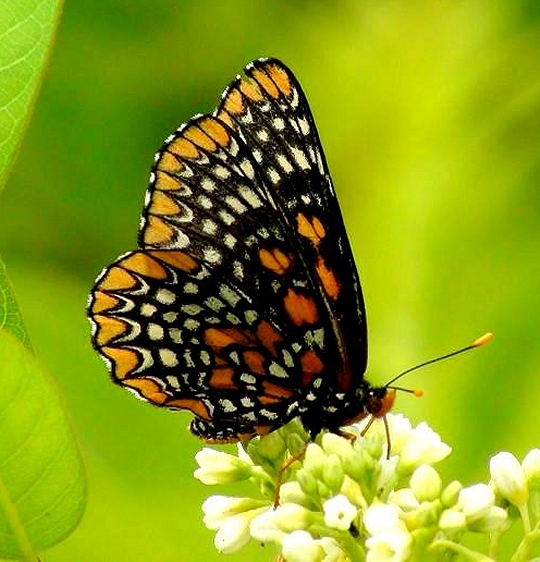 A Baltimore checkerspot butterfly on a white turtlehead plant. (Photo courtesy of Matt Perry)