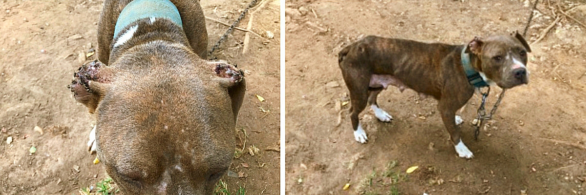 These 2 photos, reportedly of 2 of the "Mill Bridge Dogs" have been circulating in public via Facebook. The dog on the left has "fly eaten ears." Photos taken July 10 of the Mill Bridge Road dogs by Ellen McCormick Ament.