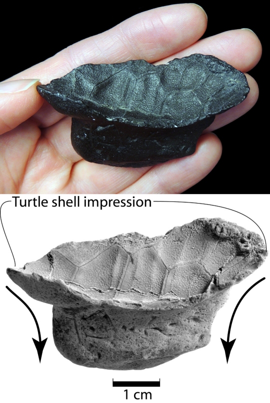 Top: The fossilized poop preserving the baby turtle shell impression.

Bottom: The fossilized poop whitened (i.e., coated with sublimed ammonium chloride to improve contrast). The arrows show the direction that the poop stretched its way through the cloaca of the predator. (In vertebrates [except mammals], the cloaca is the common opening at the end of the digestive tract through which both excretory and genital products are released).