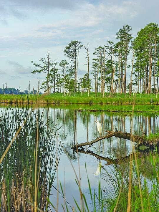 A white egret perches on a downed tree at the edge of a creek near the open Bay. (Photo: Dave Harp)