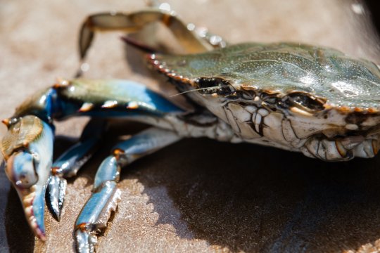 A male blue crab rests on the deck of a Virginia Institute of Marine Science research vessel in 2016 after being caught near the mouth of the York River during the annual blue crab winter dredge survey. (Photo by Will Parson/Chesapeake Bay Program)
