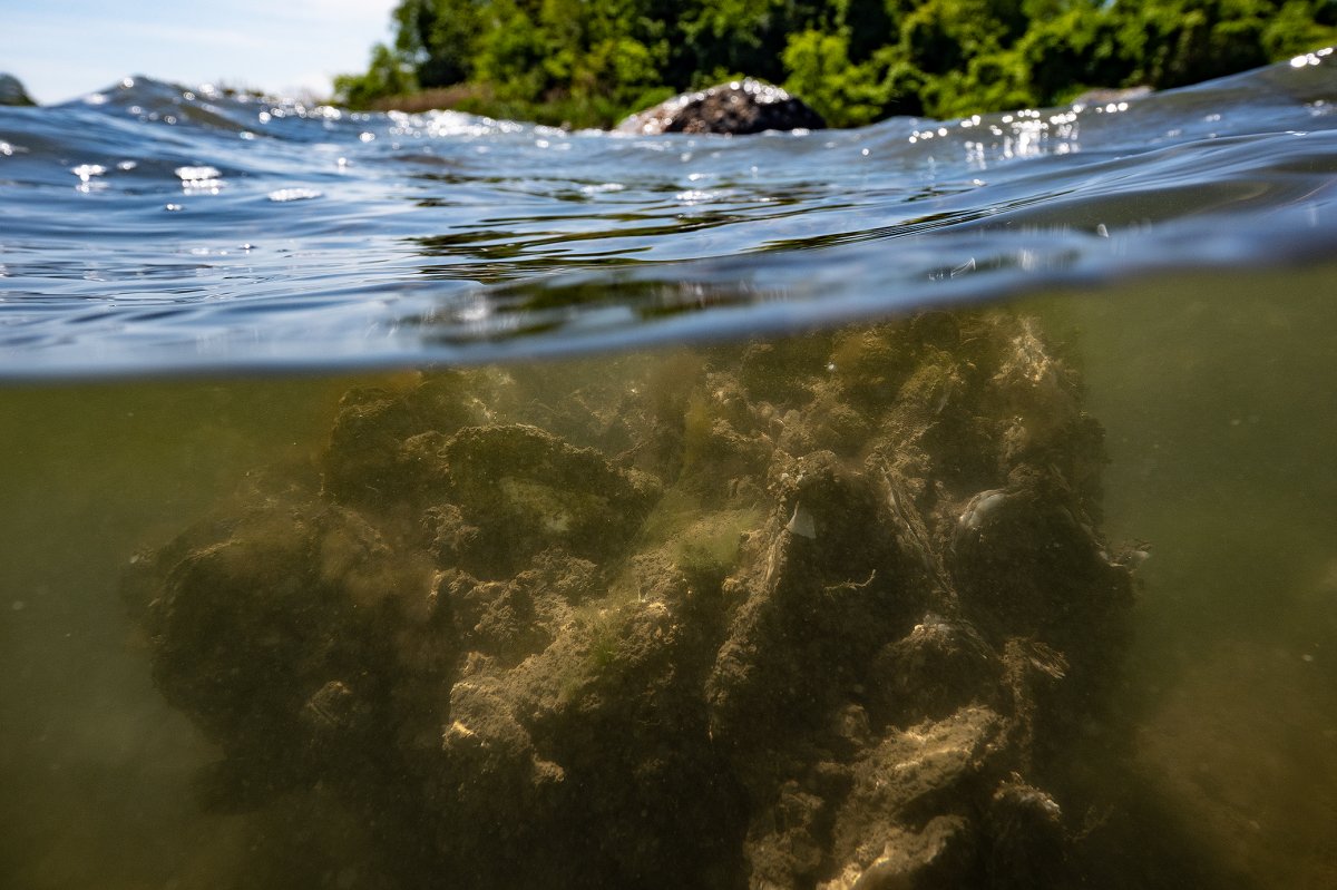 An oyster-encrusted "castle" placed atop an old breakwater nearly breaks the water's surface in an inlet off Maryland's Choptank River. (Bay Journal photo by Dave Harp)