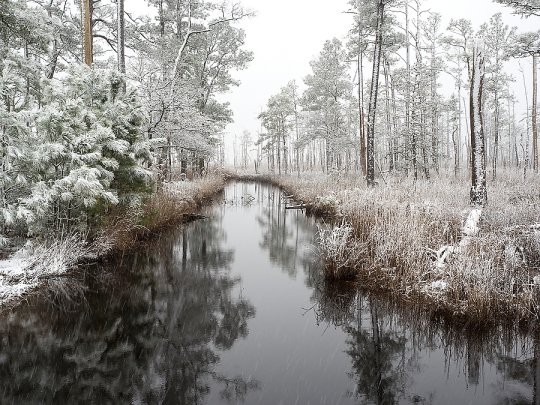 A light snow decorates the trees and grasses along a manmade canal on Maryland's Eastern Shore. (Bay Journal photo by Dave Harp)