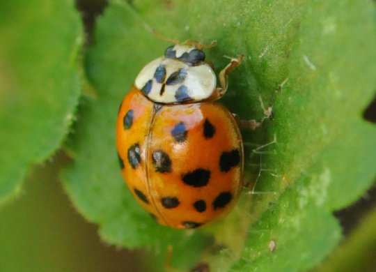 The Halloween beetle rests on a leaf. This beetle, native to Asia, provides pest control to plant life but becomes a nuisance once indoors. (Michael Raupp/bugoftheweek.com)