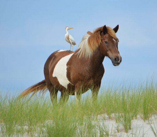 In this photo from Assateague Island, a horse with cattle egret perched on its back stands on top of a sand dune. (National Park Service)