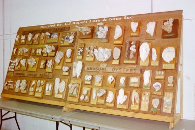 This is a display of the many types of oyster that can be found in the Maryland and Virginia area.