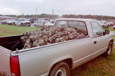After the eating is finished, a truckload of oyster shells is ready to be hauled off.