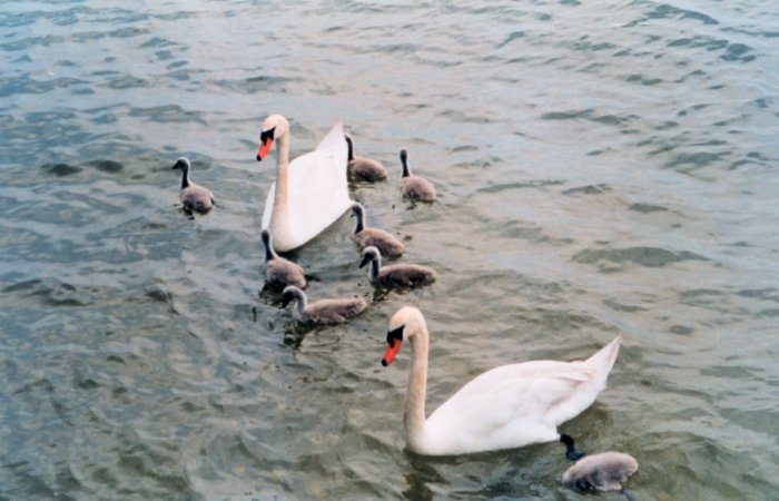 Click to display next picture